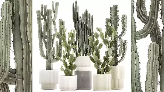 Collection of cacti potted desert plants Prickly pear cactus