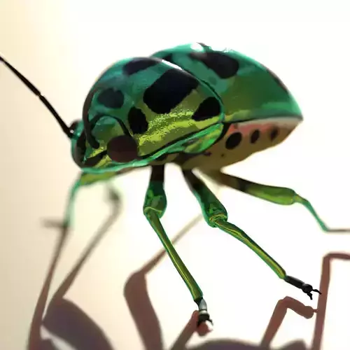 Jewel Bug Chrysocoris stollii