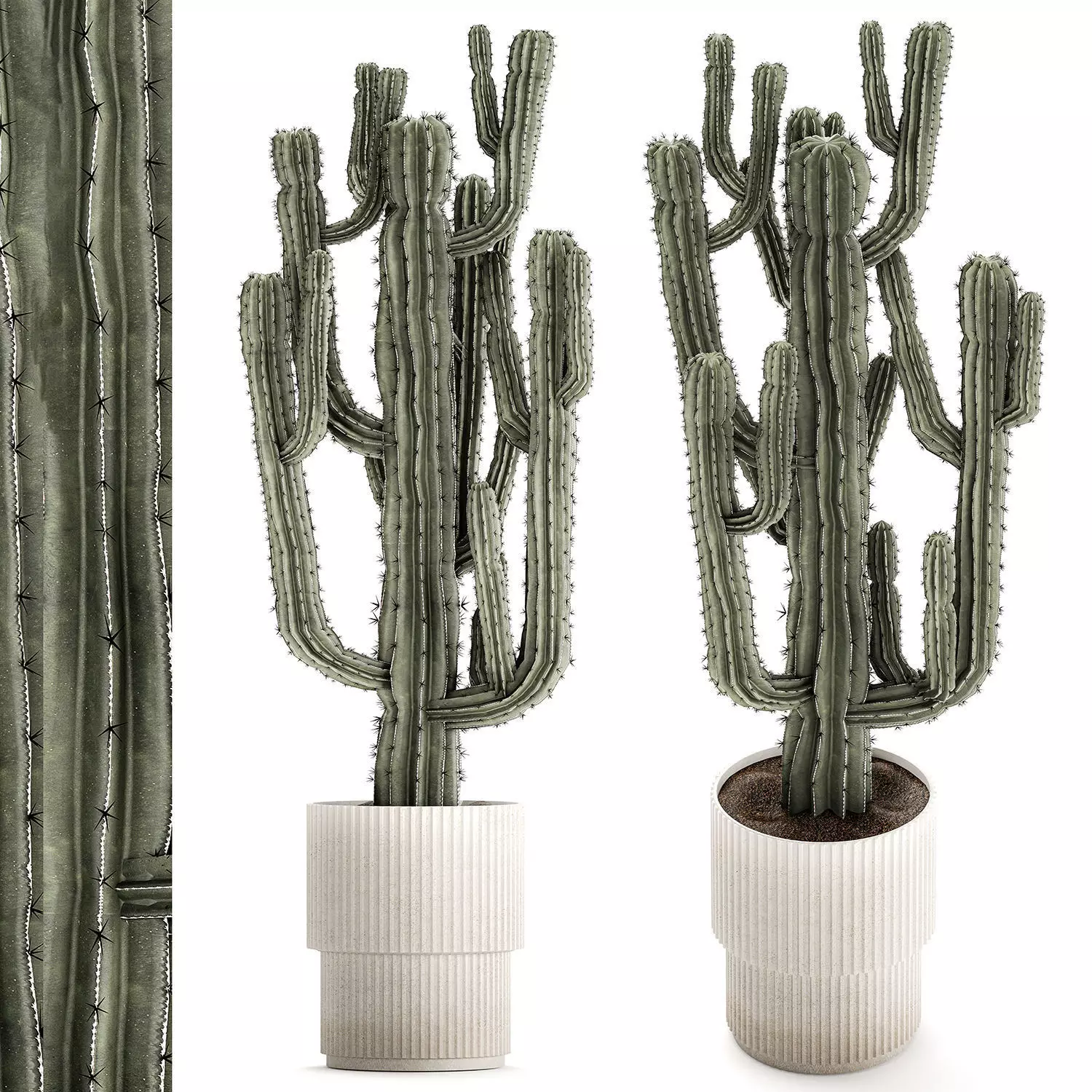 Indoor cactus pot desert plants Carnegiea Saguaro 1469 3D model
