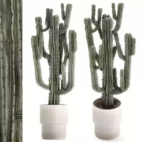 Indoor cactus pot desert plants Carnegiea Saguaro 1469