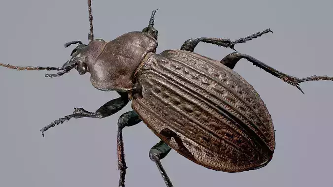 3d Scanned Insects - Carabus Ullrichi Beetle 3D model