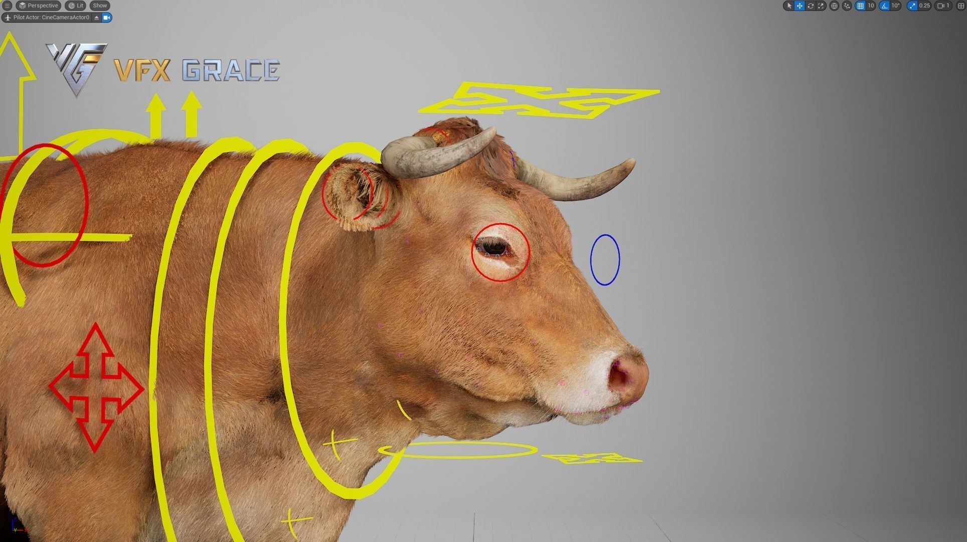 Cattle  UE Character Asset 3D model_17