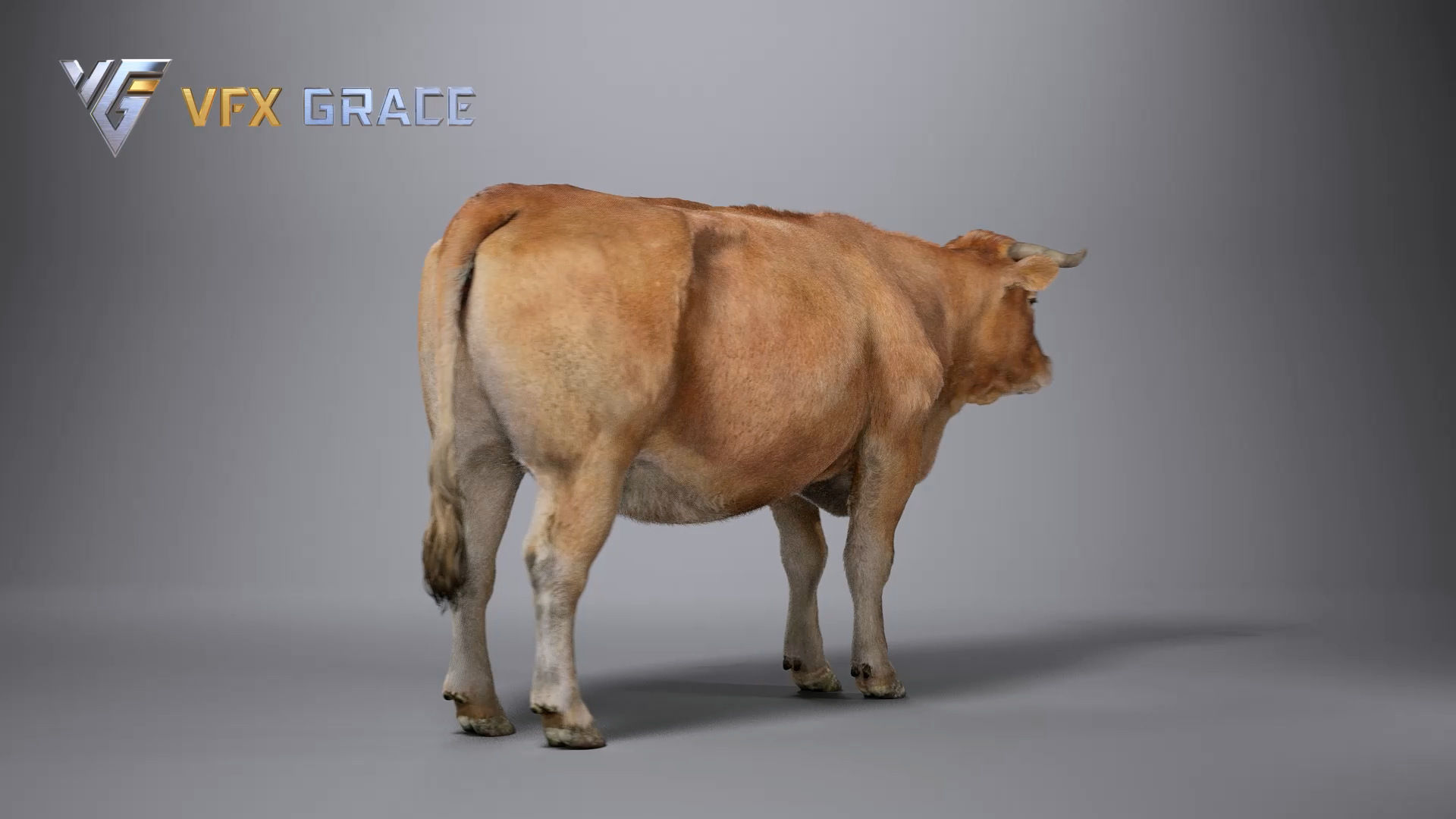 Cattle  UE Character Asset 3D model_12