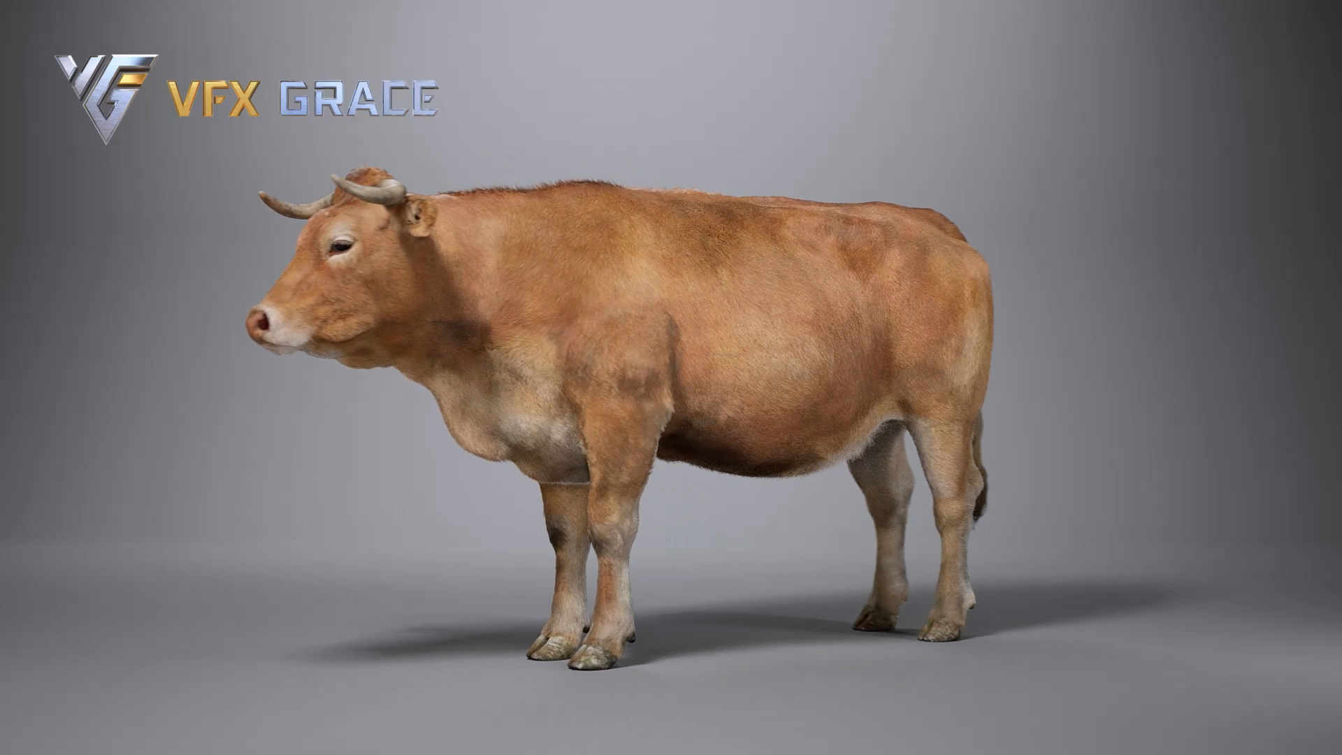 Cattle  UE Character Asset 3D model_9