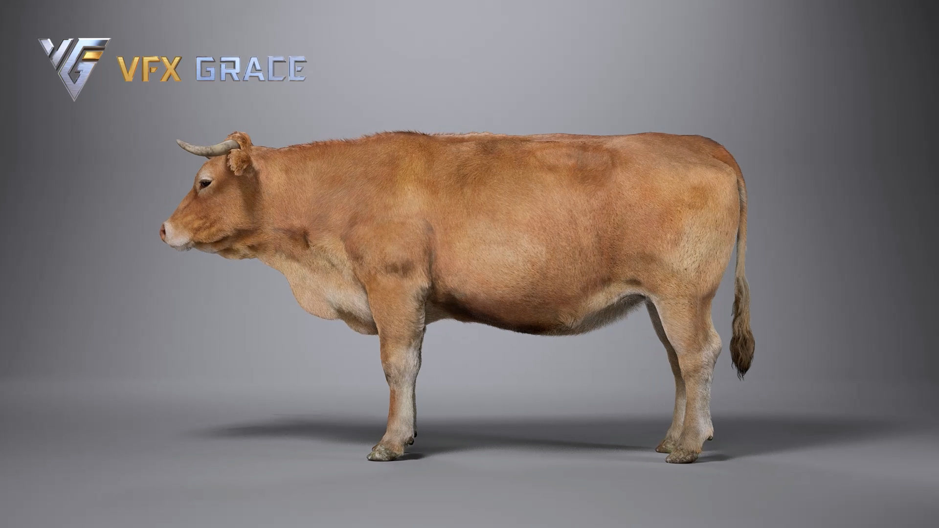 Cattle  UE Character Asset 3D model_10