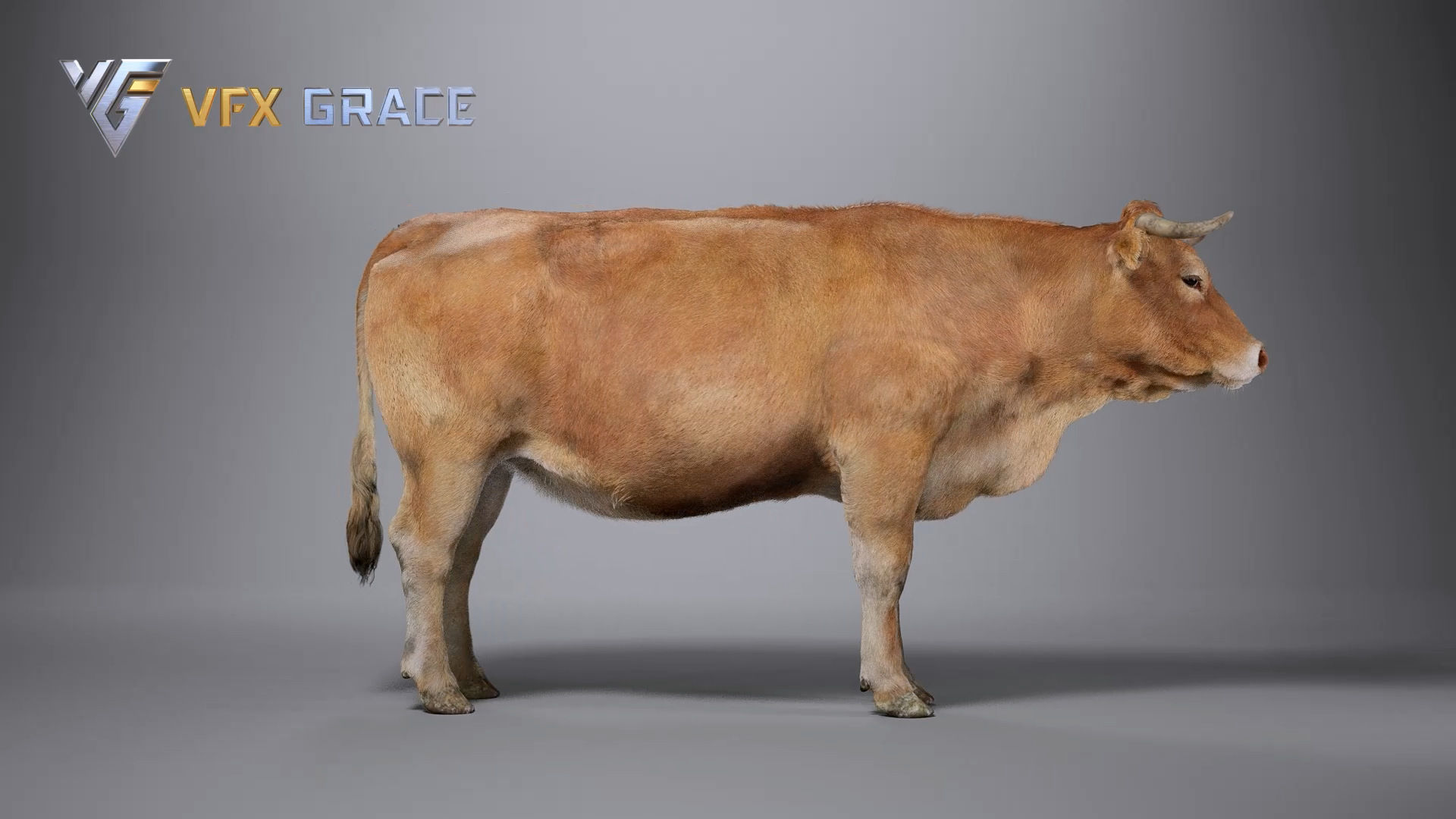 Cattle  UE Character Asset 3D model_13