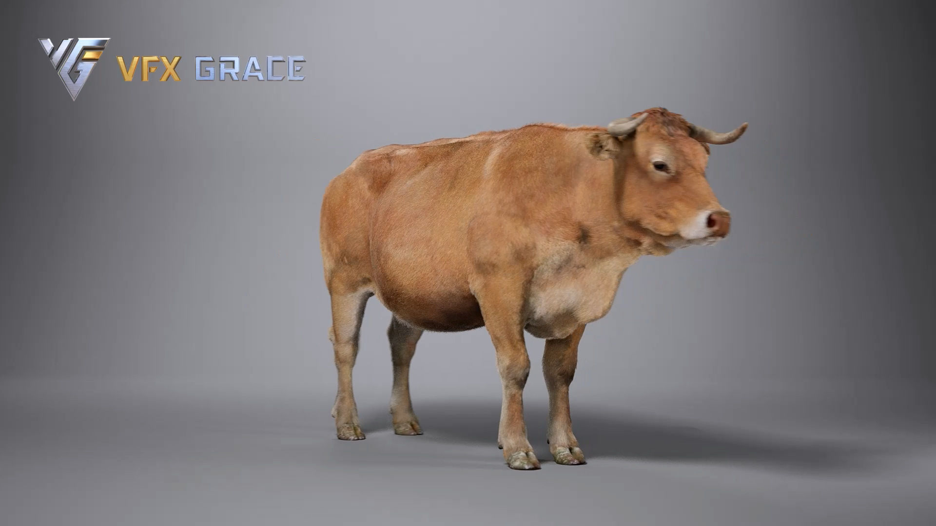 Cattle  UE Character Asset 3D model_14