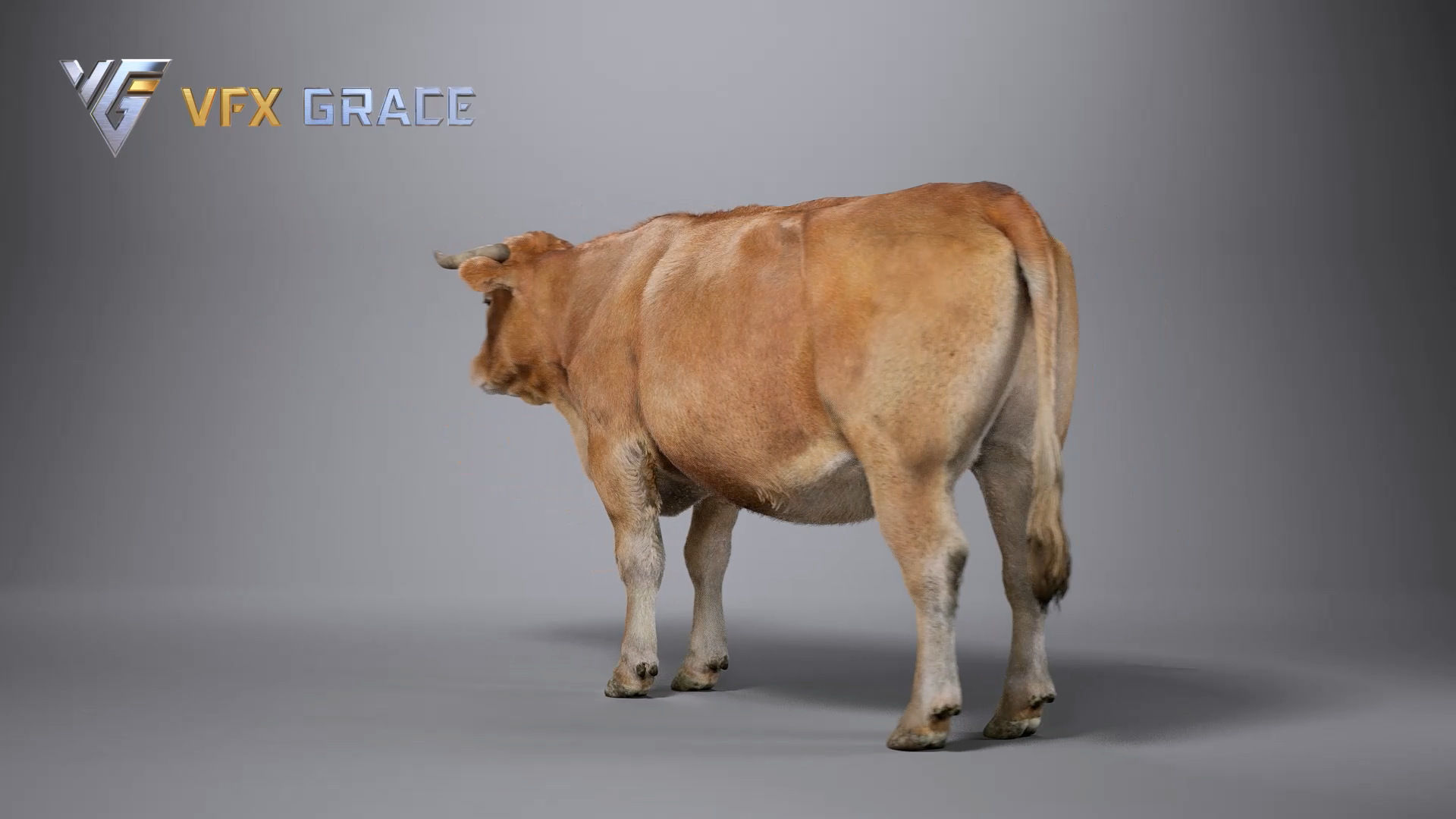 Cattle  UE Character Asset 3D model_11