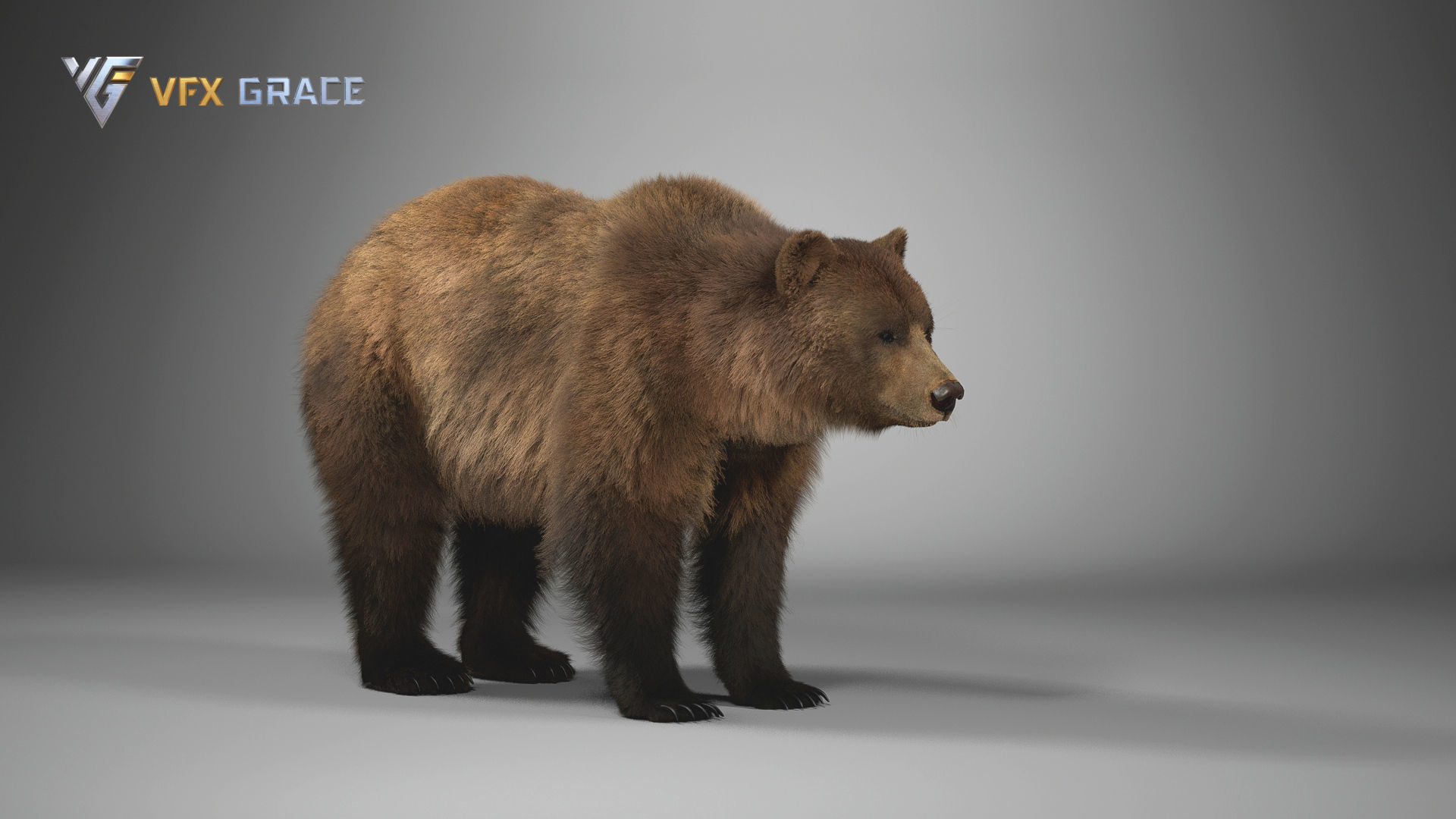 Brown Bear Female UE Character Asset 3D model_11