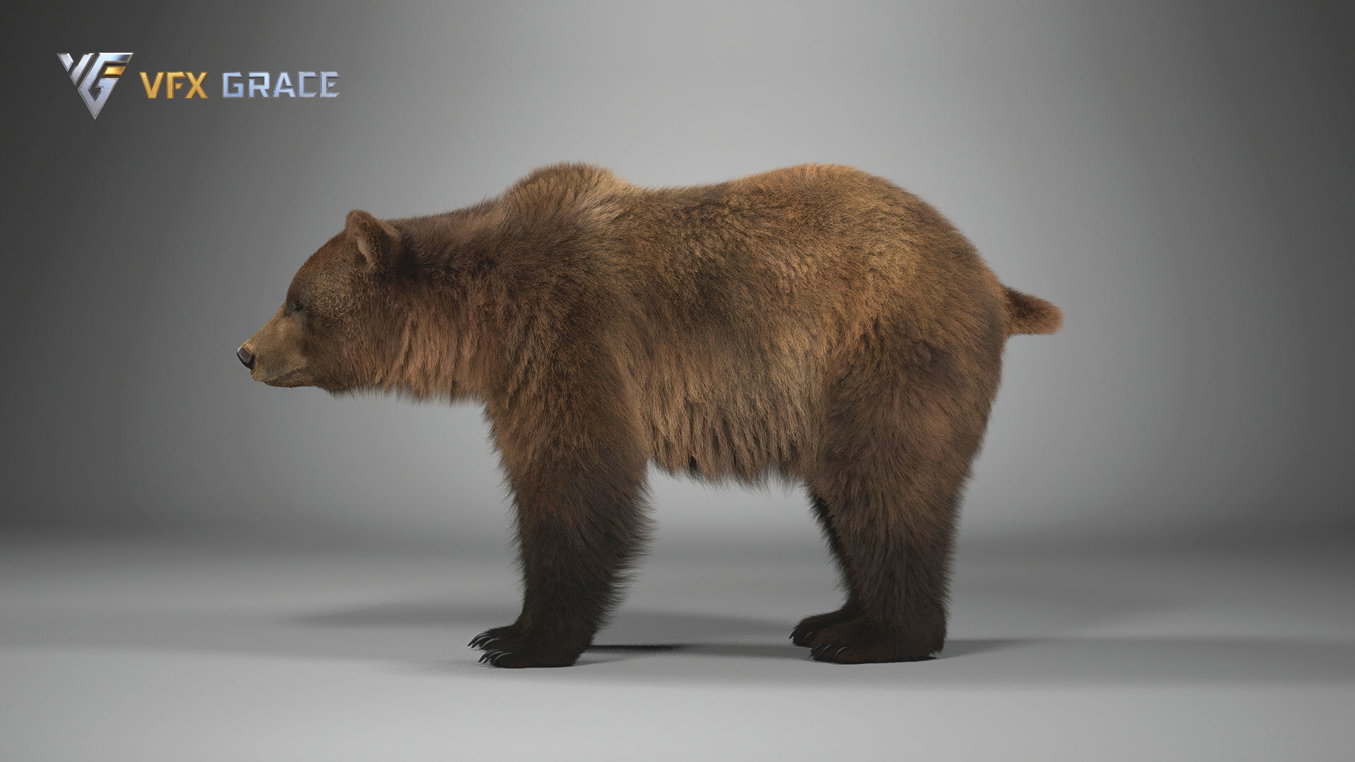 Brown Bear Female UE Character Asset 3D model_6