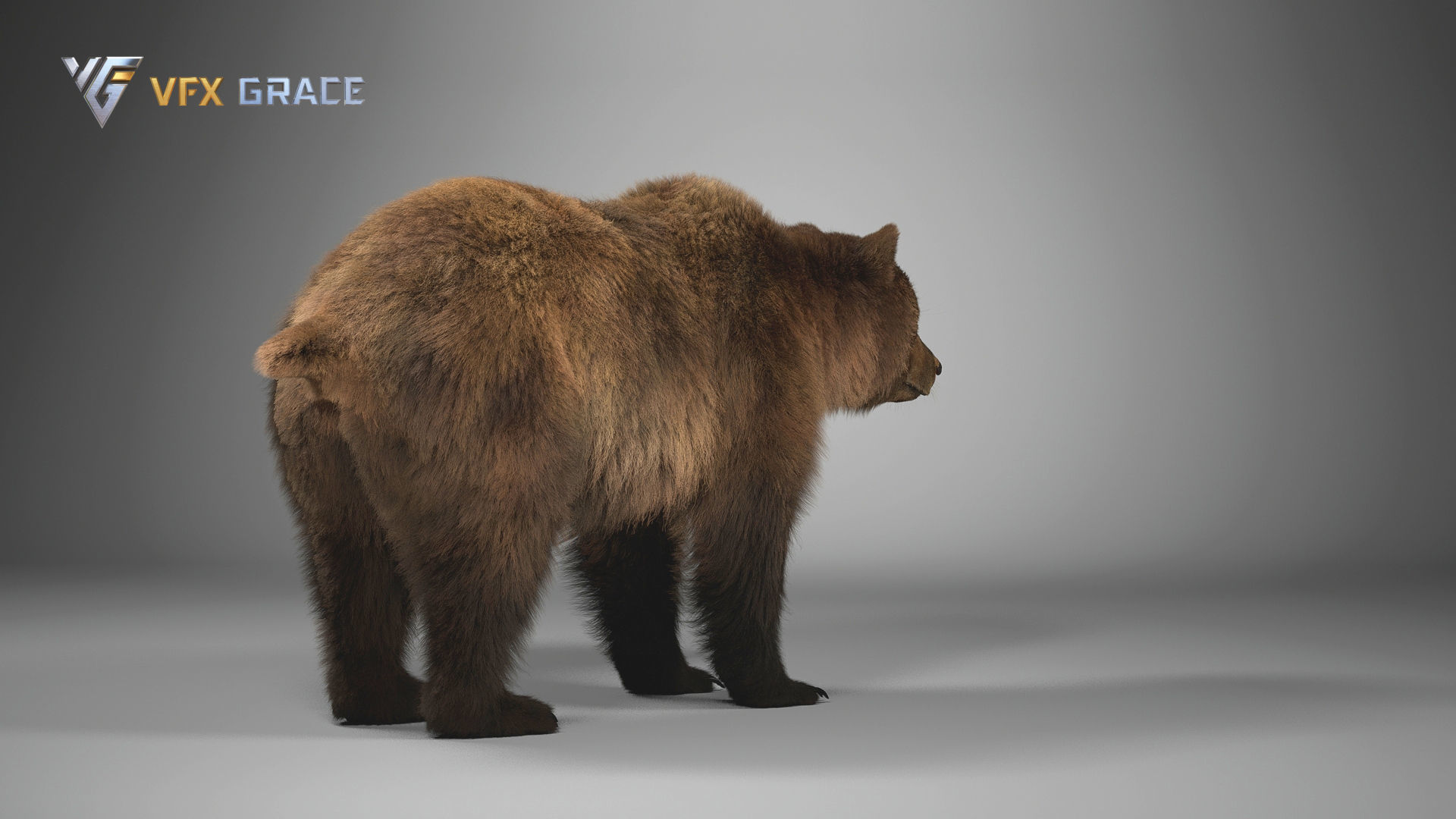 Brown Bear Female UE Character Asset 3D model_9
