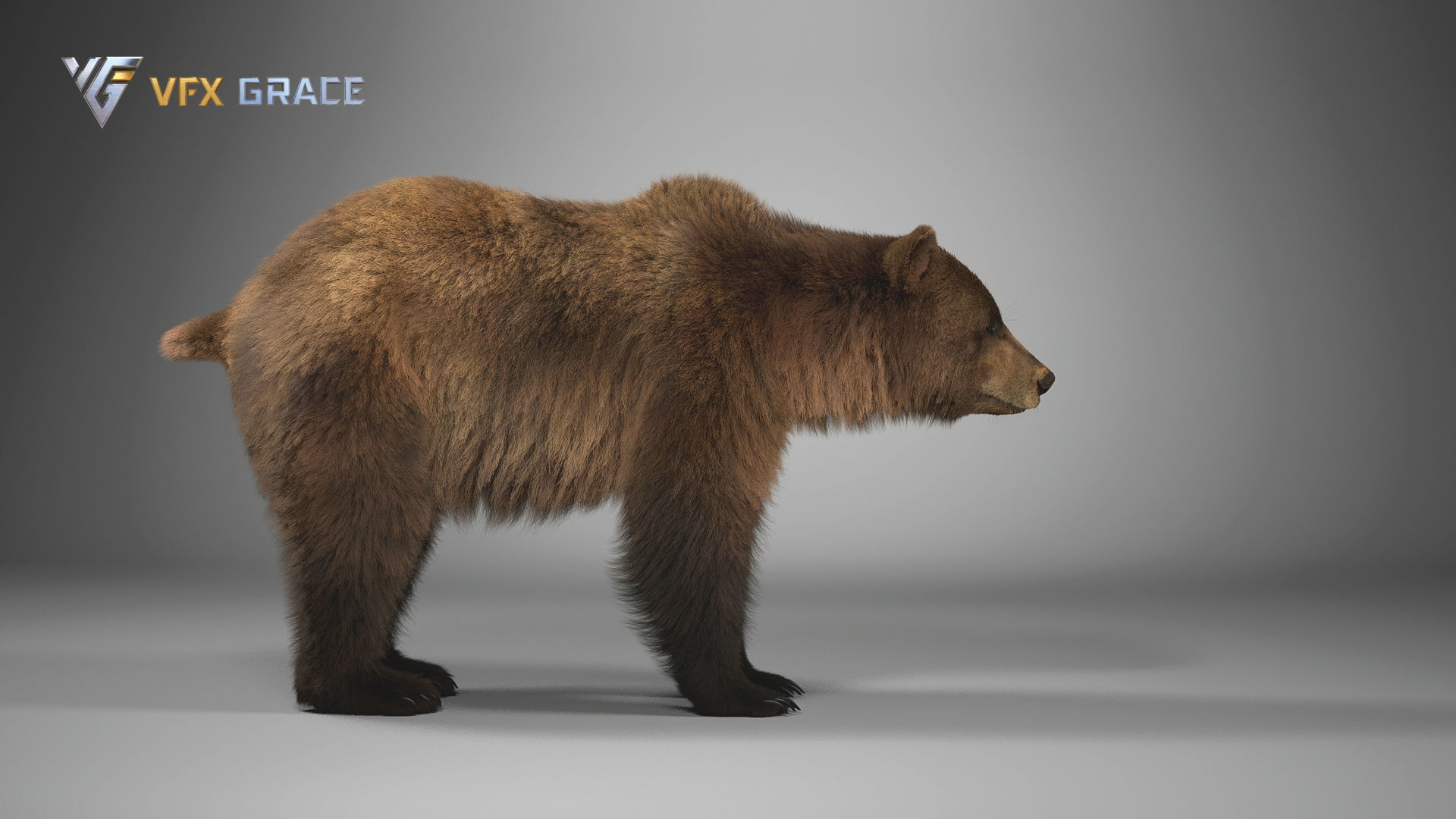 Brown Bear Female UE Character Asset 3D model_10