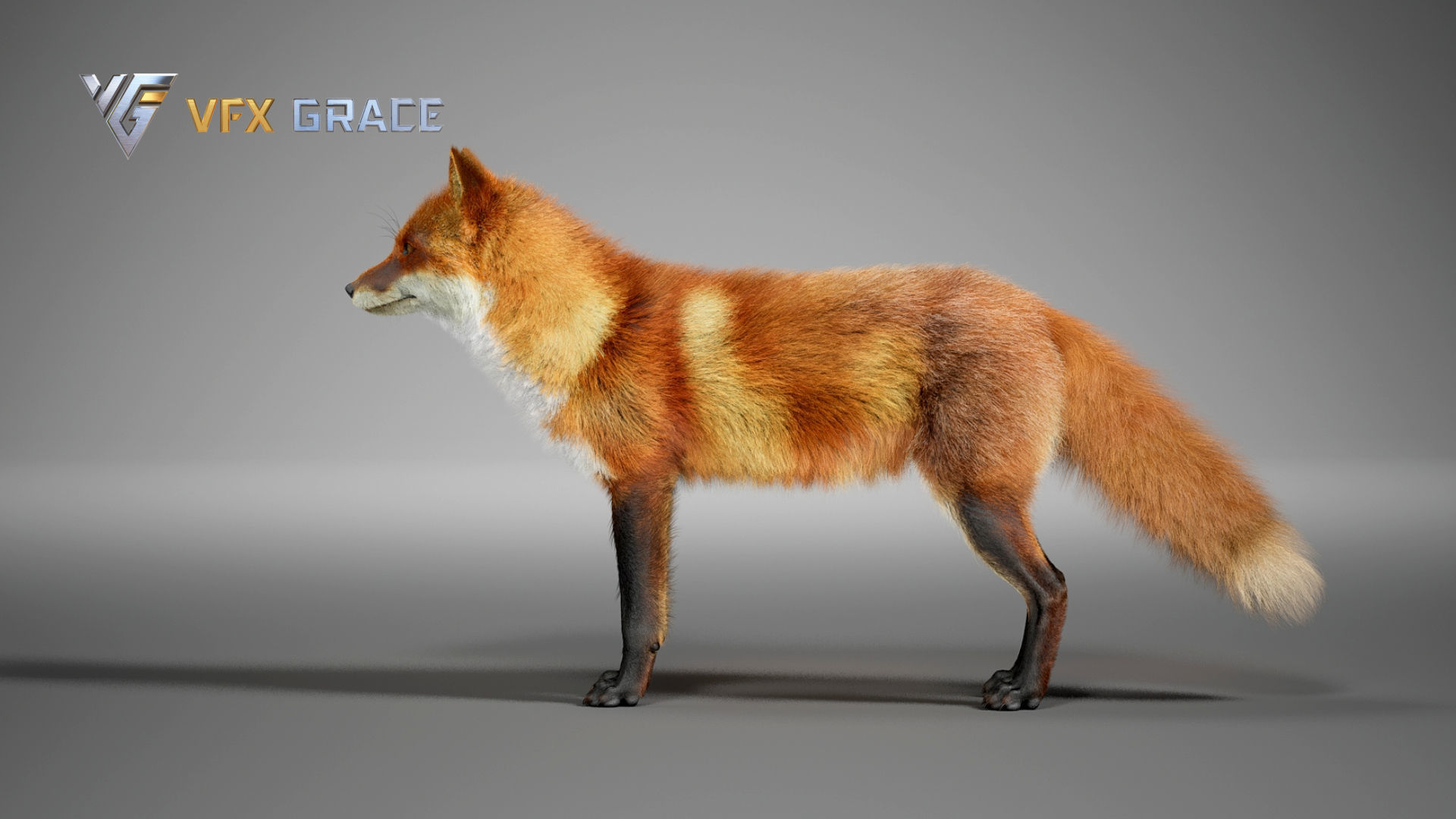 Red Fox UE Character Asset 3D model_7