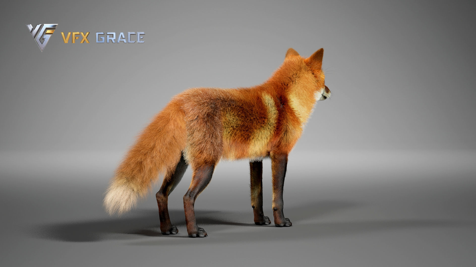 Red Fox UE Character Asset 3D model_10