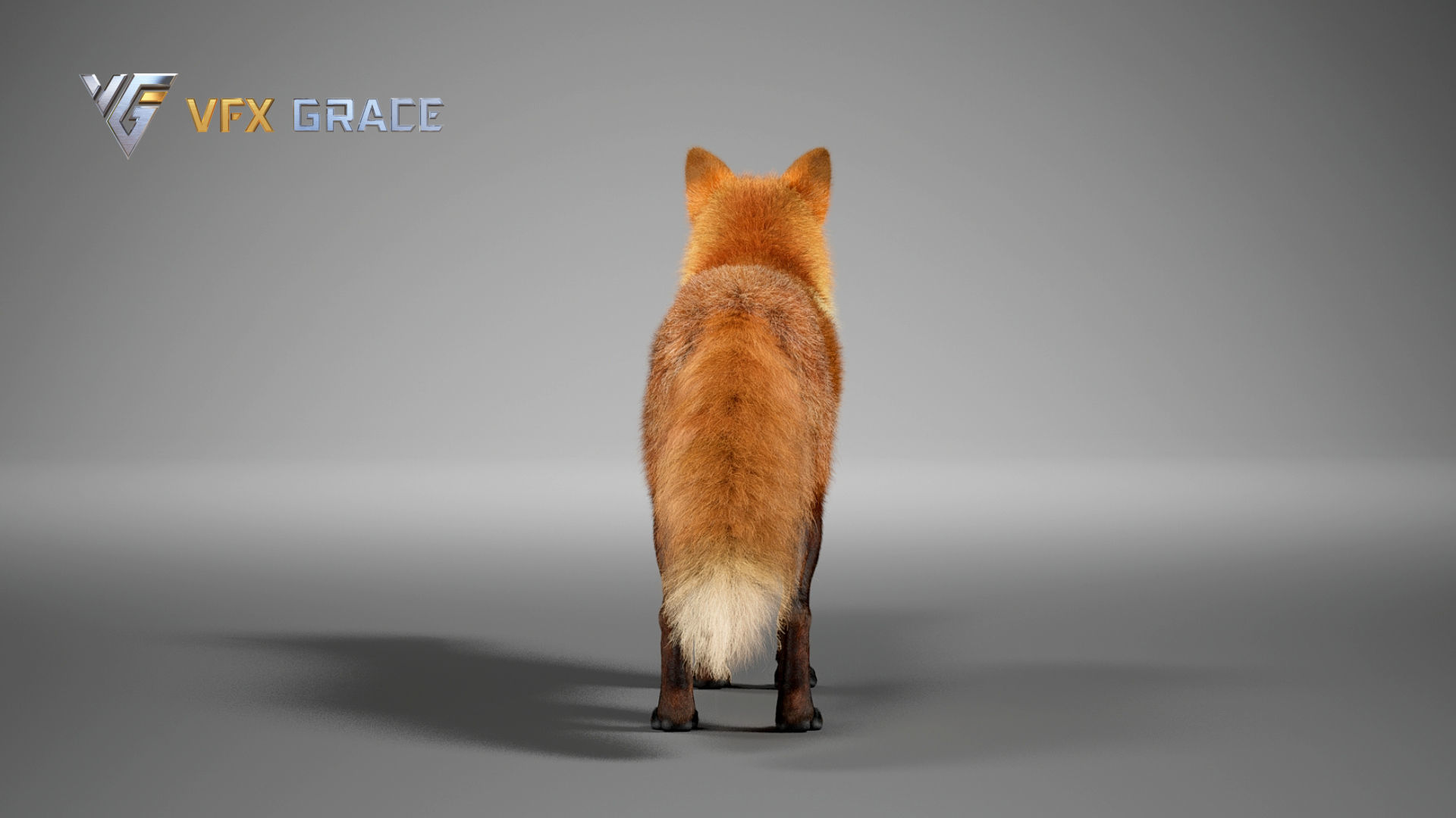 Red Fox UE Character Asset 3D model_9