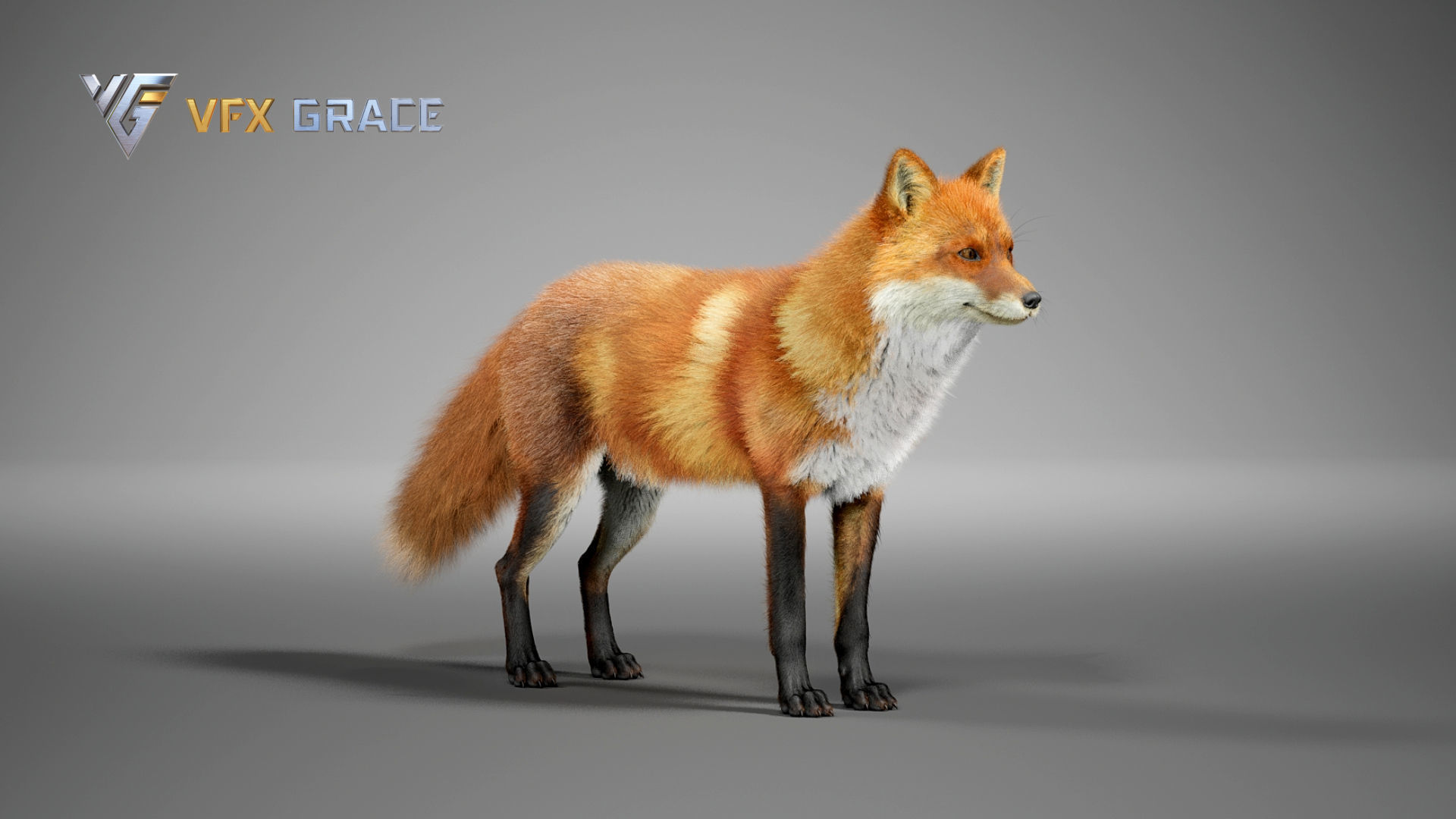 Red Fox UE Character Asset 3D model_12