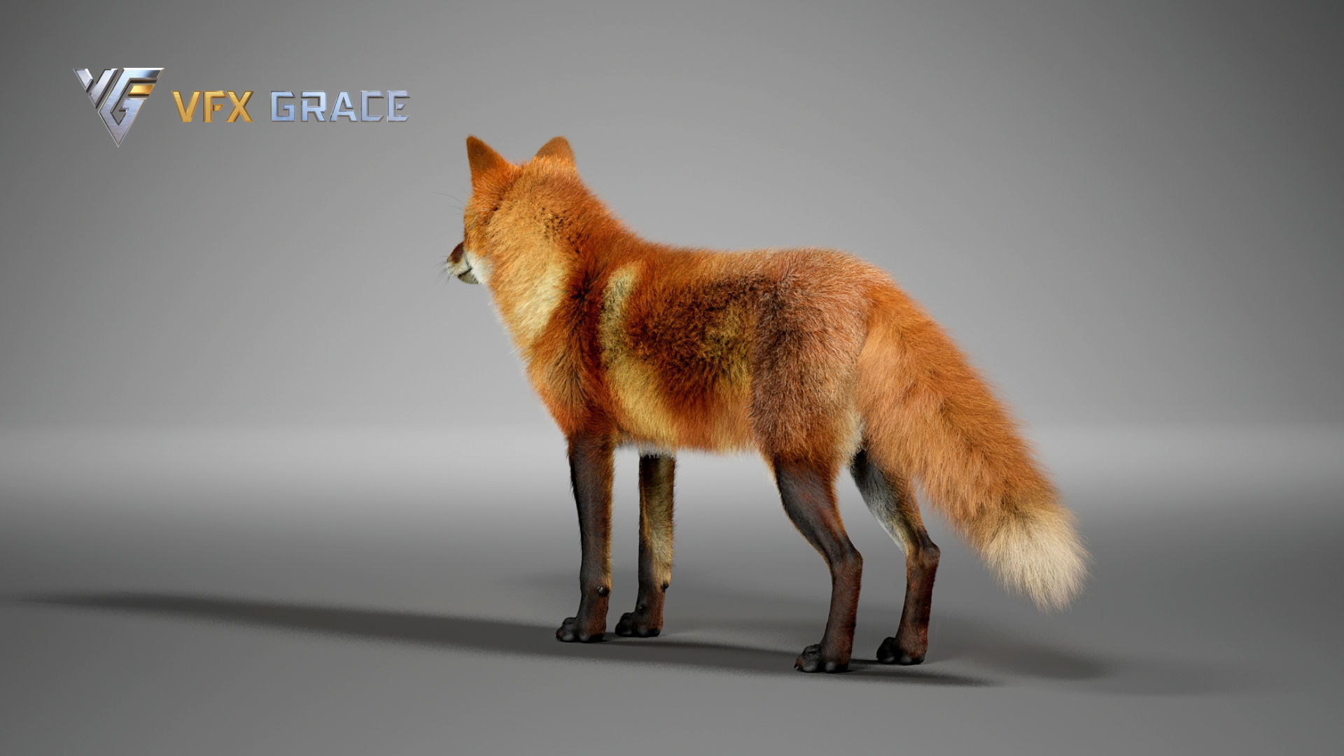 Red Fox UE Character Asset 3D model_8