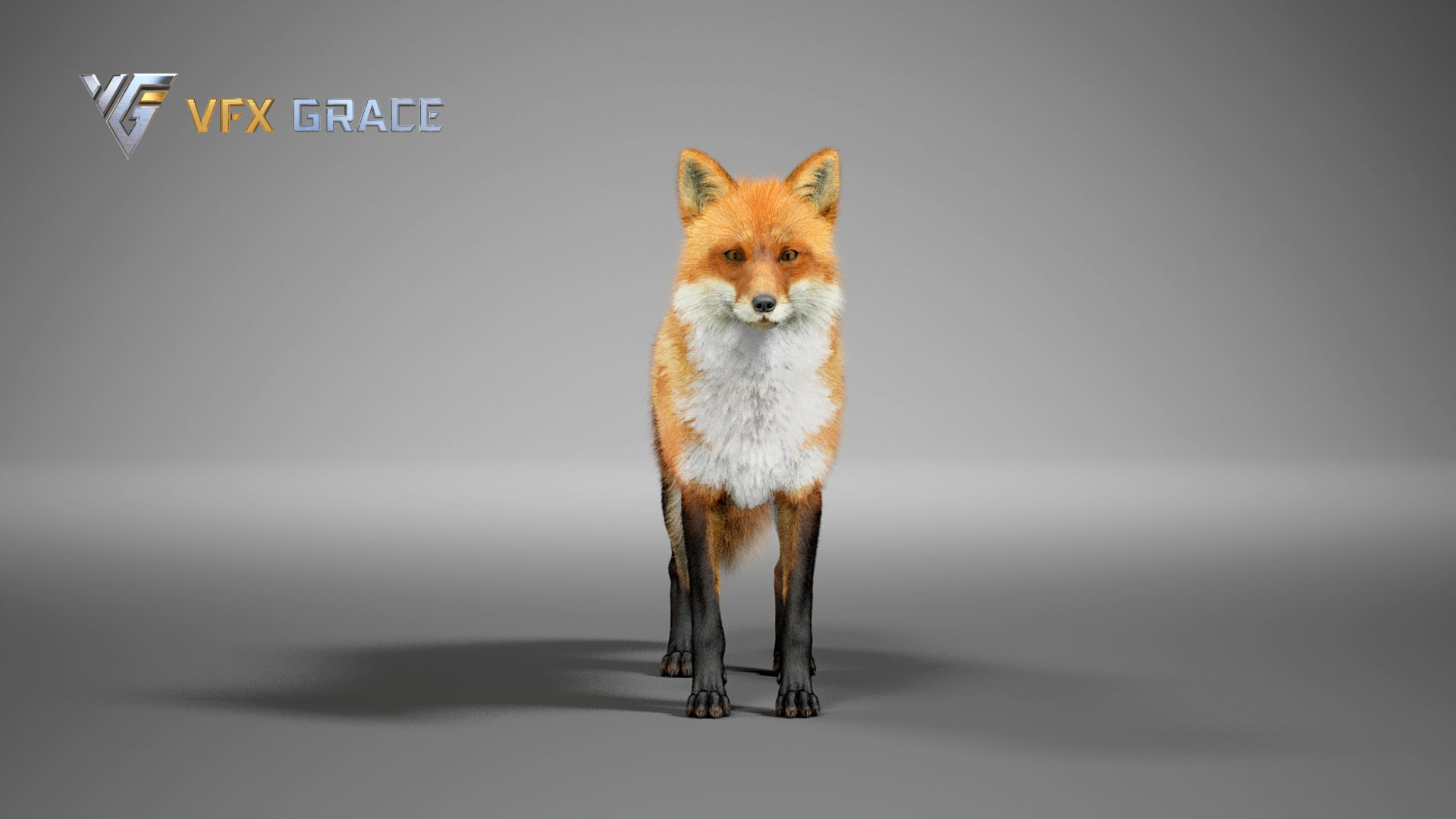 Red Fox UE Character Asset 3D model_5