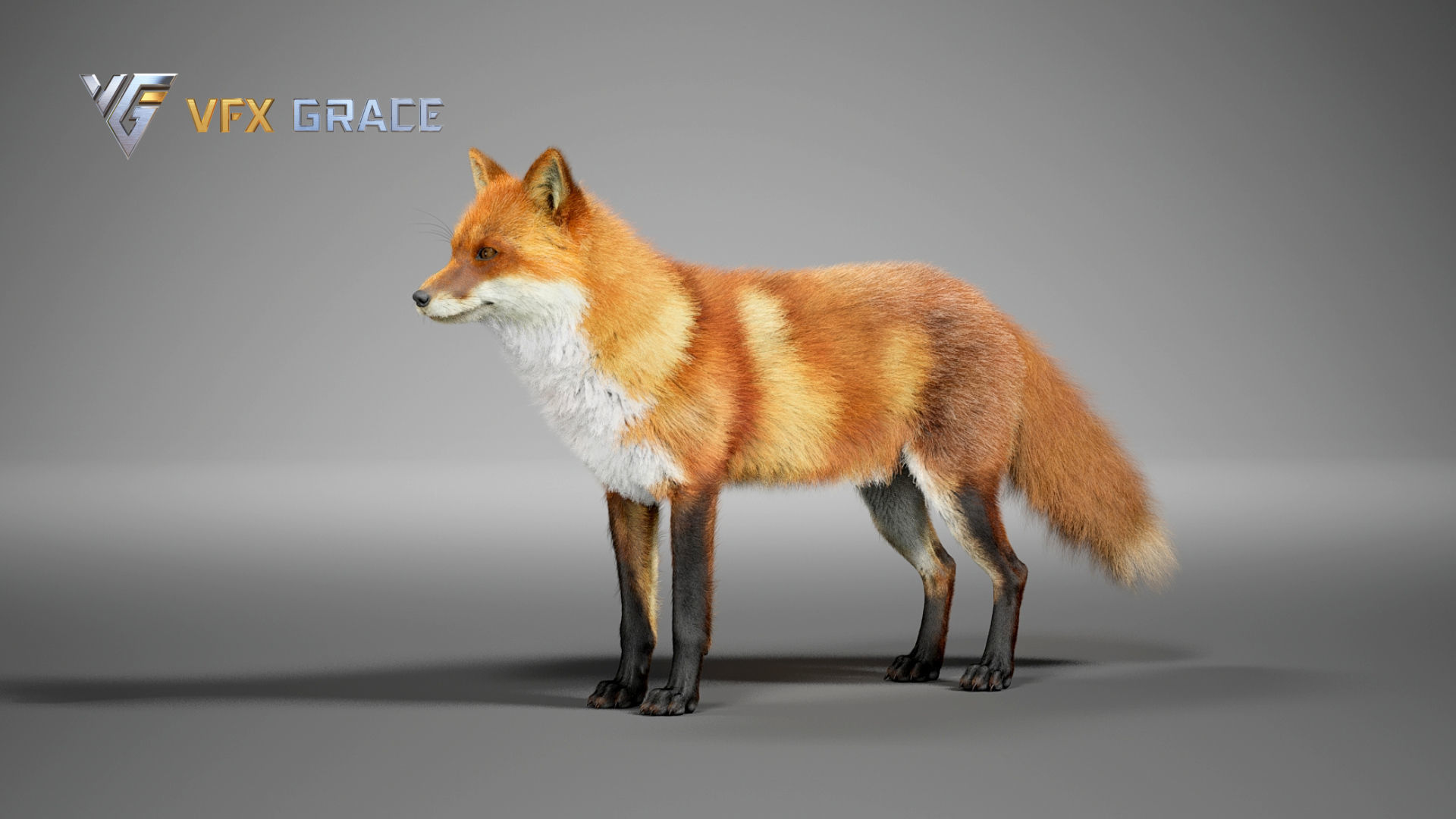 Red Fox UE Character Asset 3D model_6