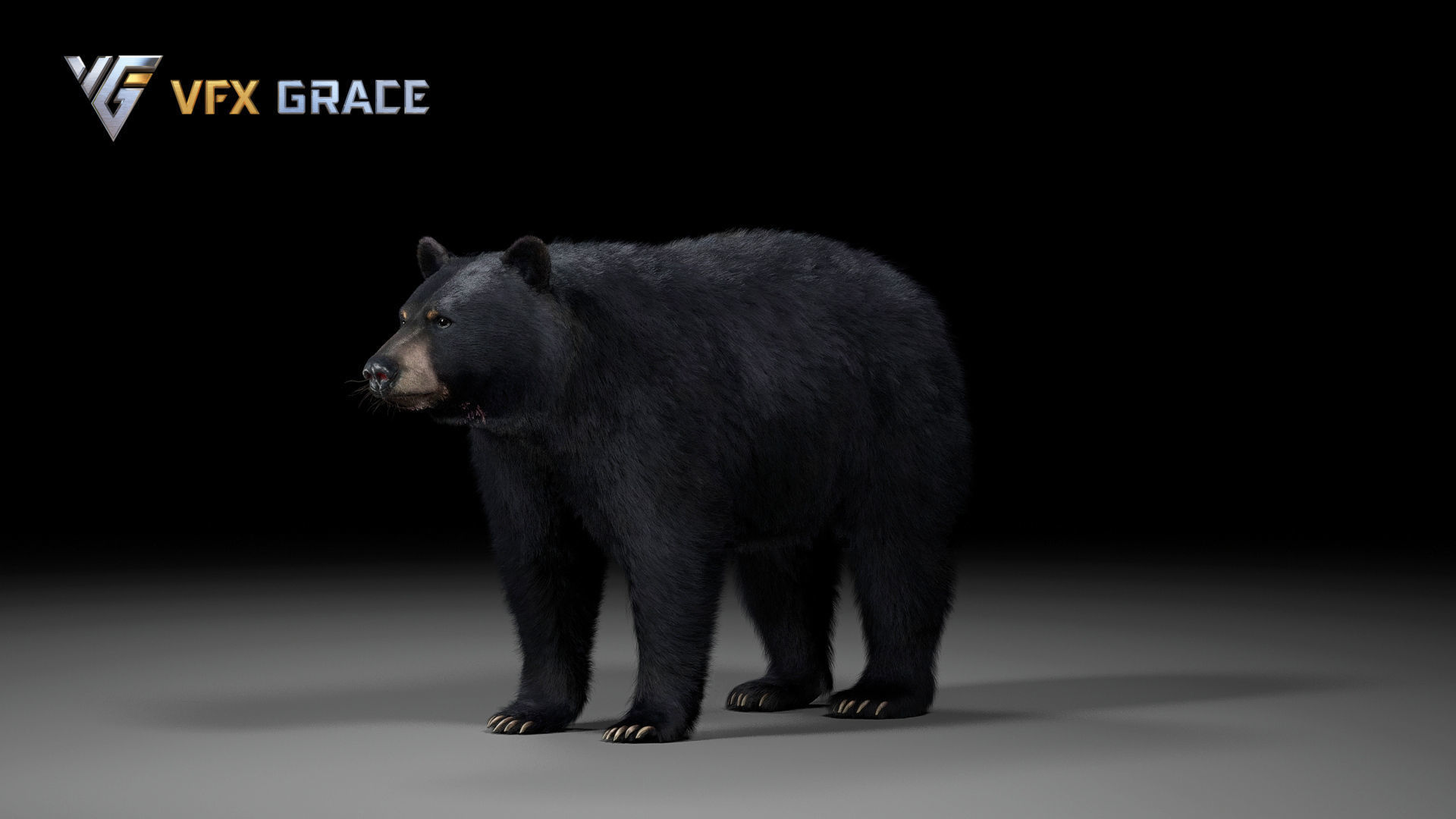 American BlackBear UE Character Asset 3D model_9