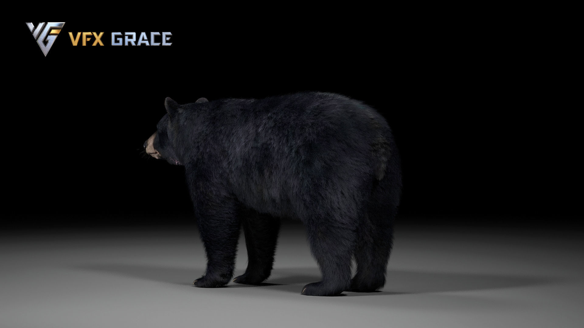 American BlackBear UE Character Asset 3D model_11