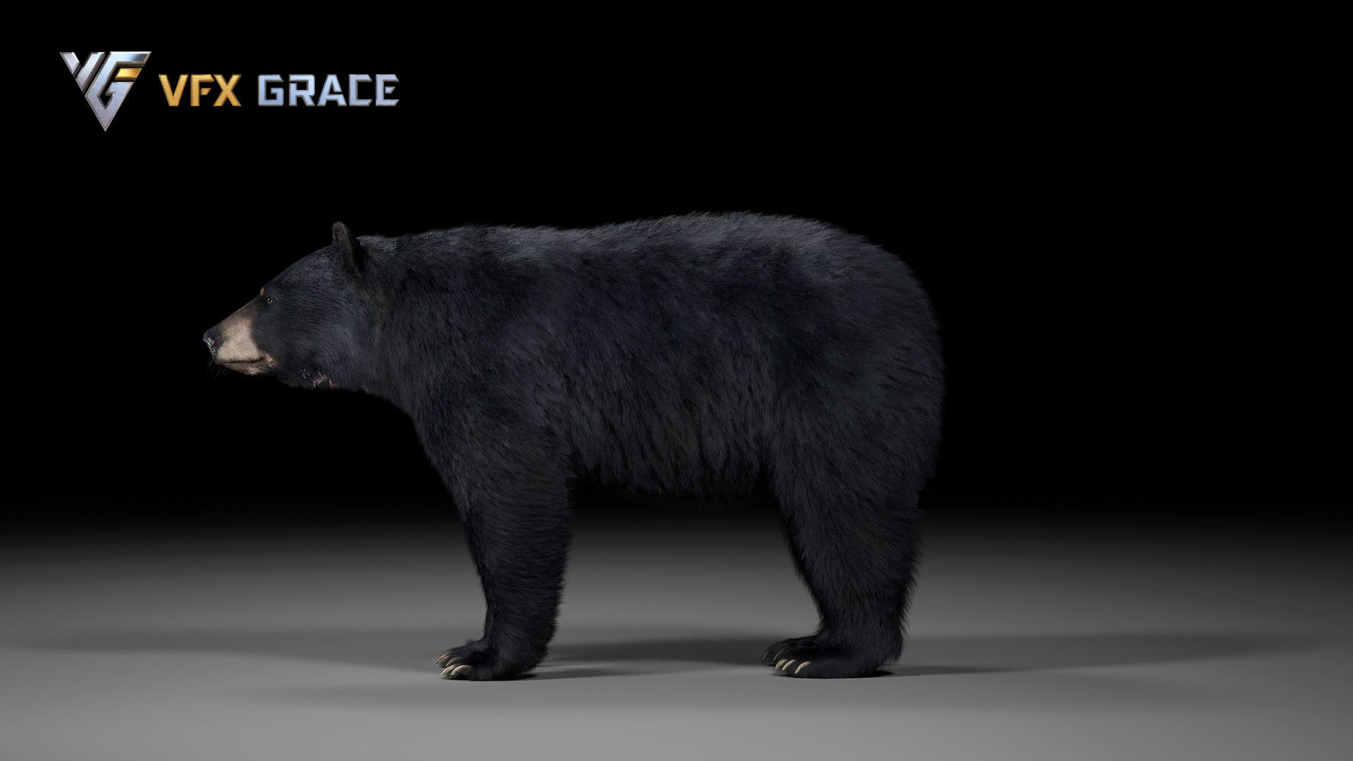 American BlackBear UE Character Asset 3D model_10