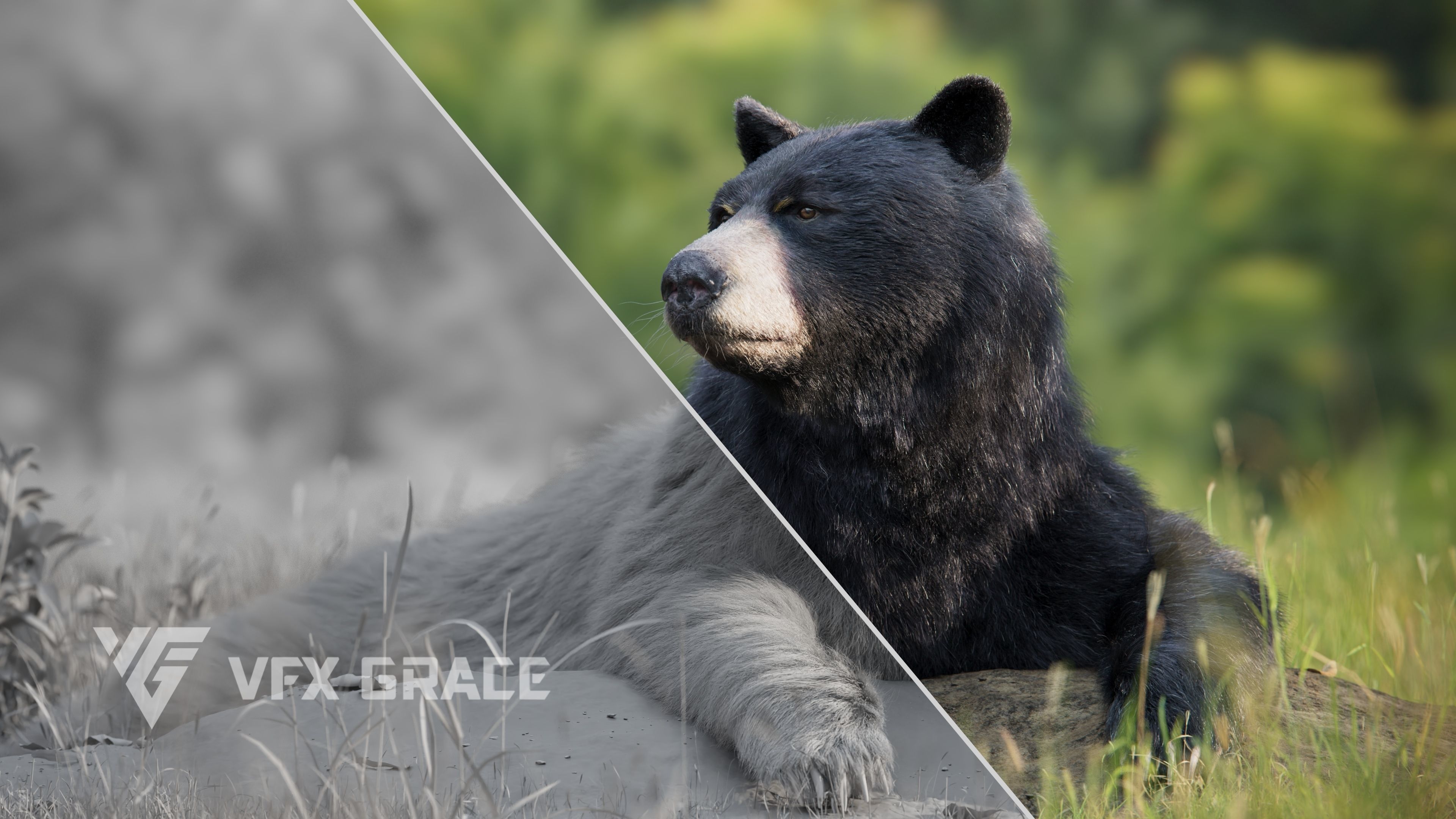 American BlackBear UE Character Asset 3D model_6