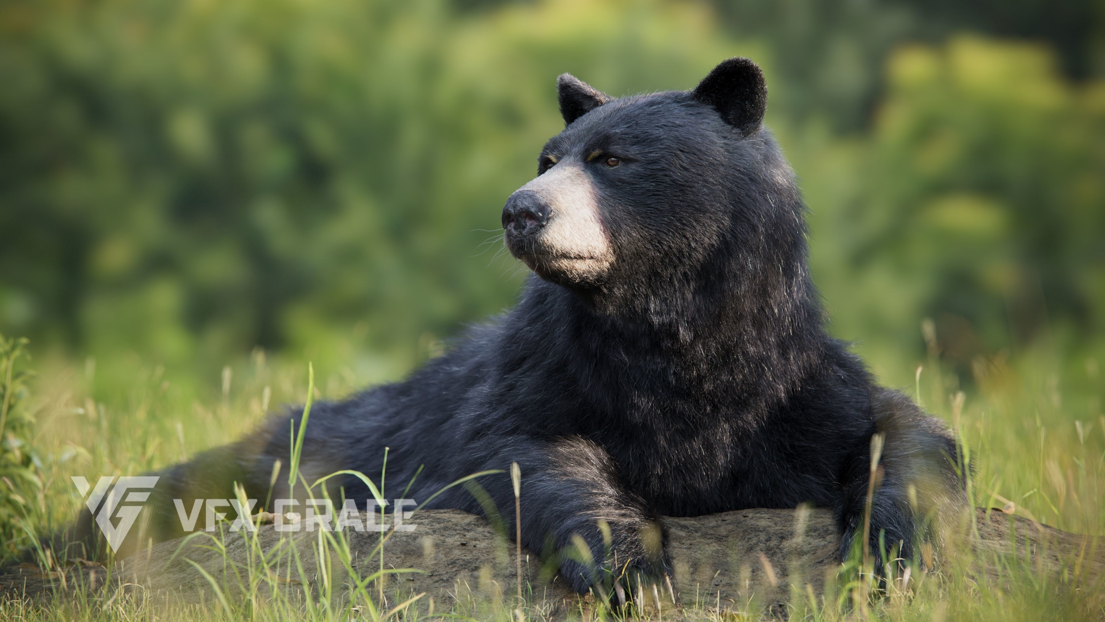 American BlackBear UE Character Asset 3D model_5