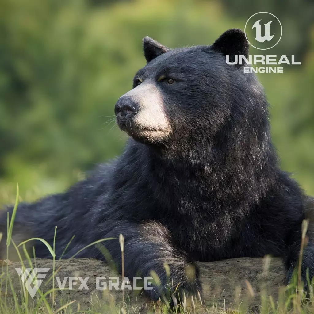 American BlackBear UE Character Asset 3D model_0