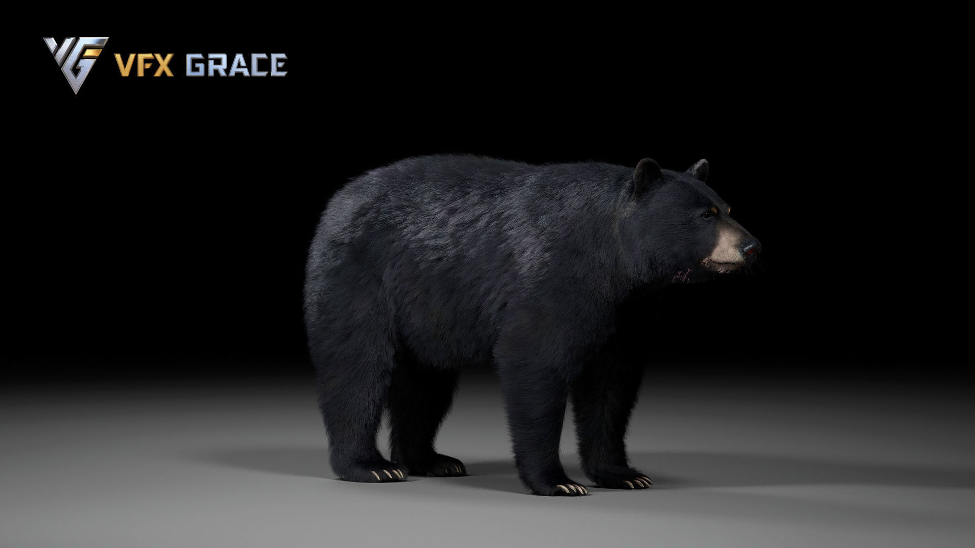 American BlackBear UE Character Asset 3D model_12