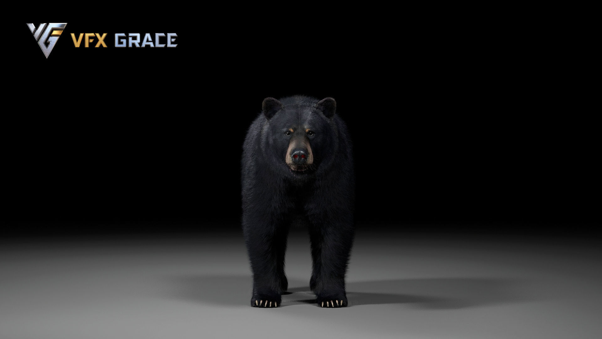 American BlackBear UE Character Asset 3D model_8