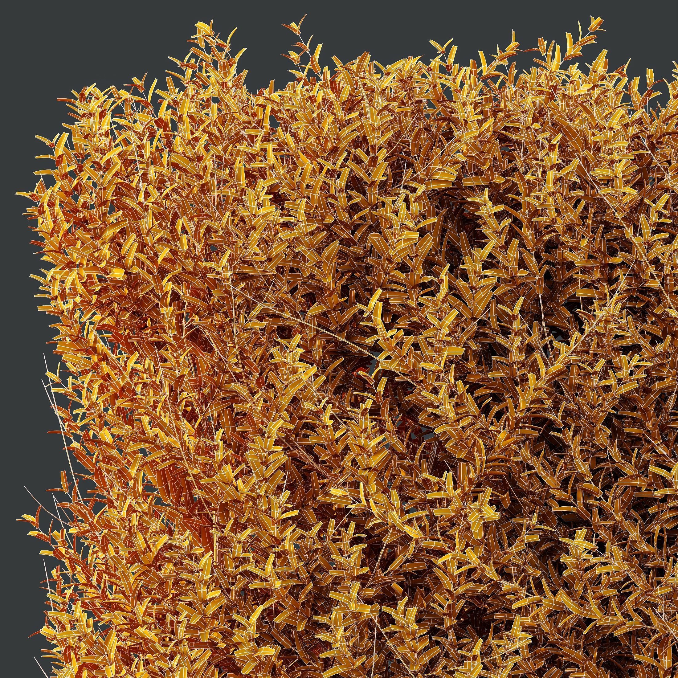 HQ Plants Gray Box Westringia Fruticosa Coastal Rosemary Set03 3D model_3