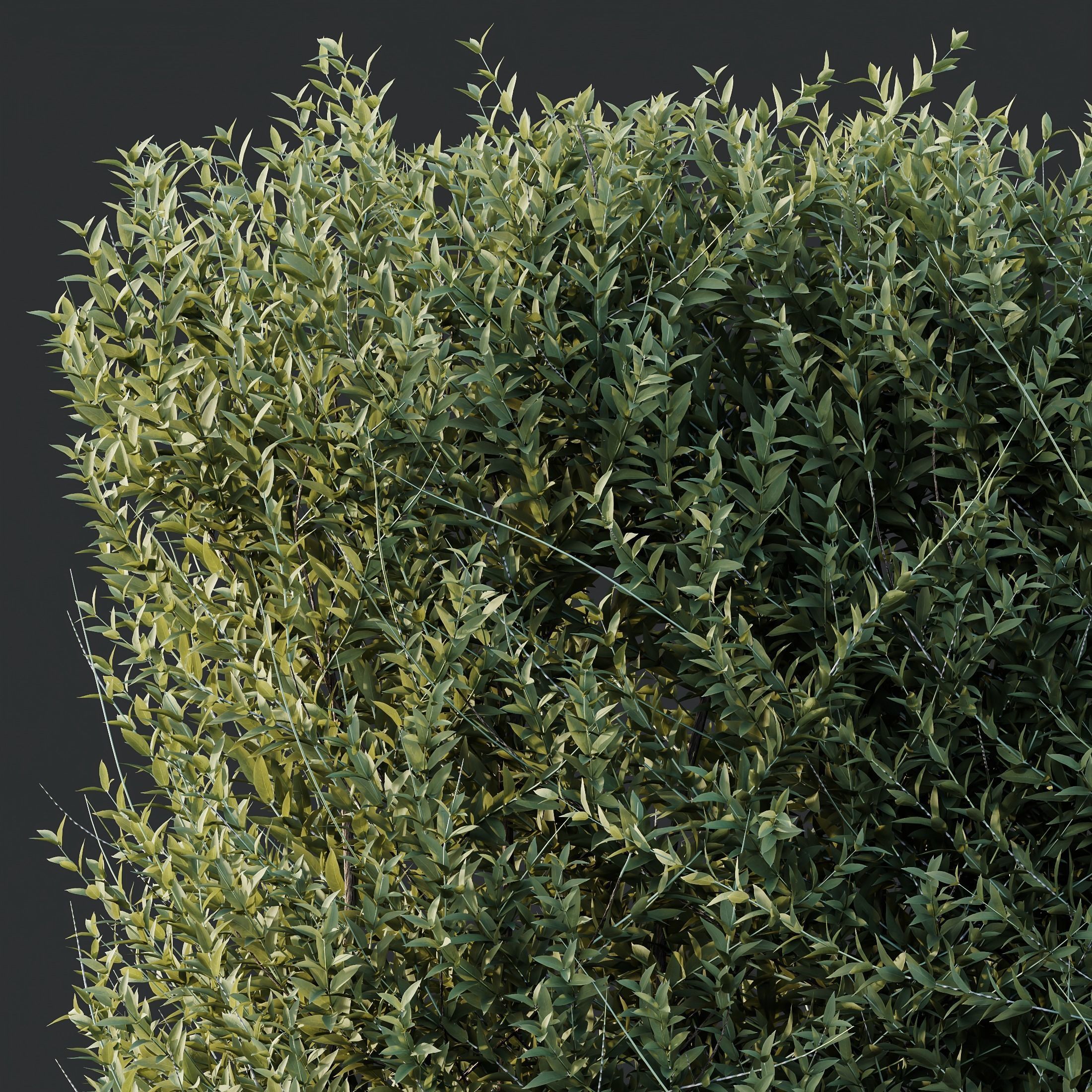 HQ Plants Gray Box Westringia Fruticosa Coastal Rosemary Set03 3D model_1