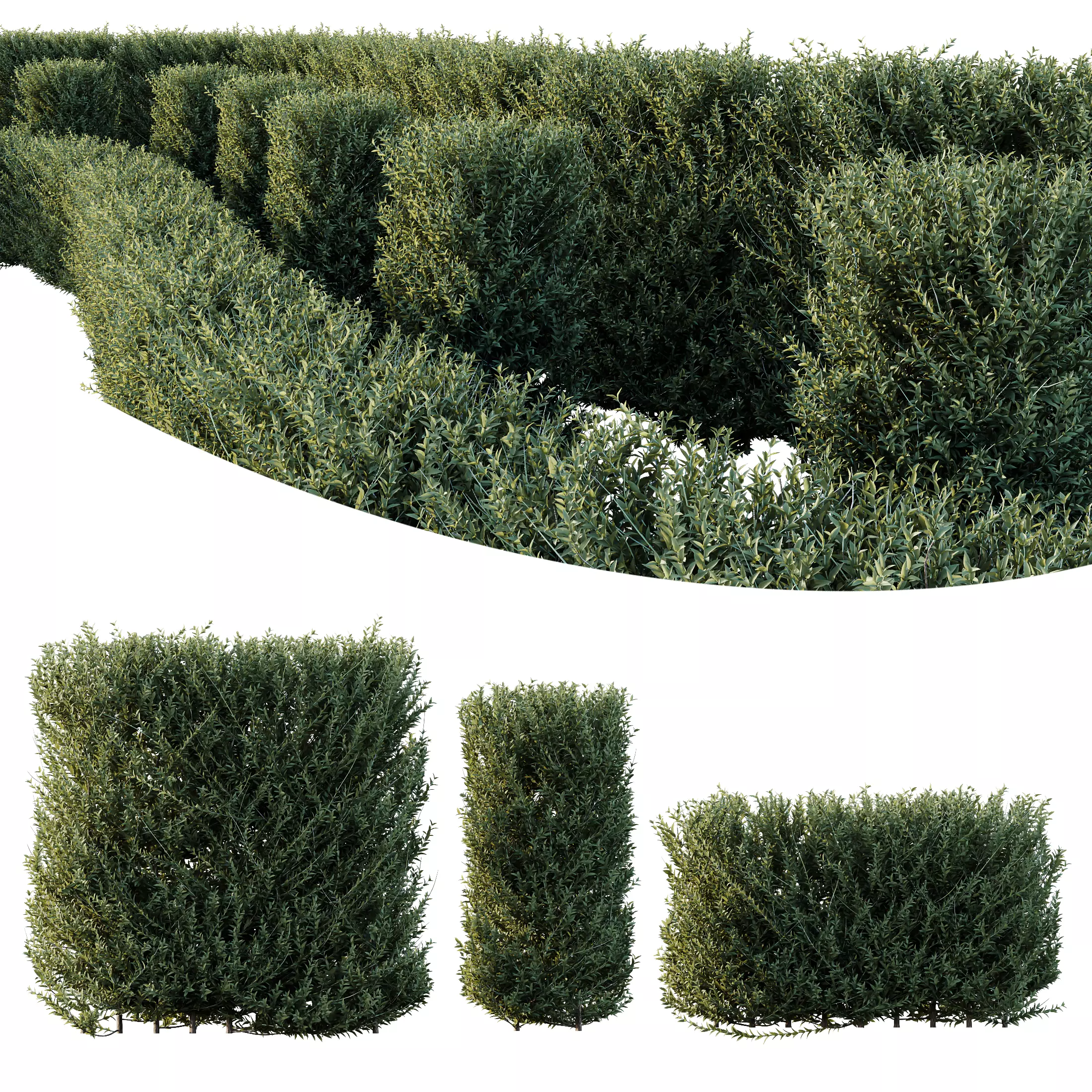 HQ Plants Gray Box Westringia Fruticosa Coastal Rosemary Set03 3D model_0