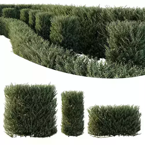 HQ Plants Gray Box Westringia Fruticosa Coastal Rosemary Set03 3D model