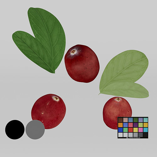 Cranberries Low-poly 3D model 3