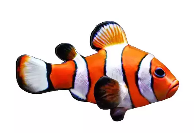 Low-Poly Clownfish Delight - Realistic 3D Model Low-poly 3D model