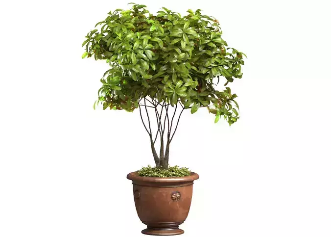 Decorative tree in a pot Indoor House Plant