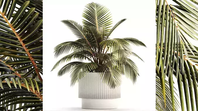 Small Bush Potted Plant Coconut Palm Nucifera 1470