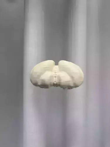 cerebellum 3D print model