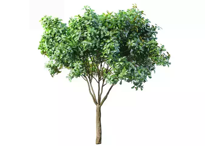 Decorative Evergreen Garden Street Tree 3D model