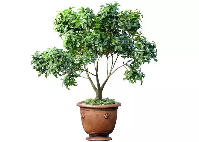 Decorative tree in a classic pot and flowerpot