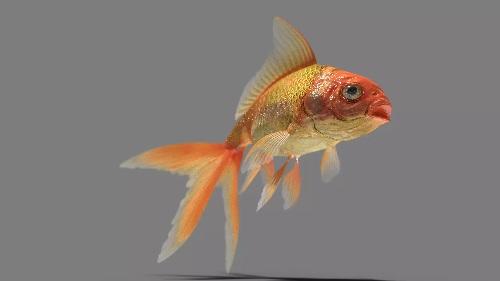 Goldfish Low-poly 3D model_0