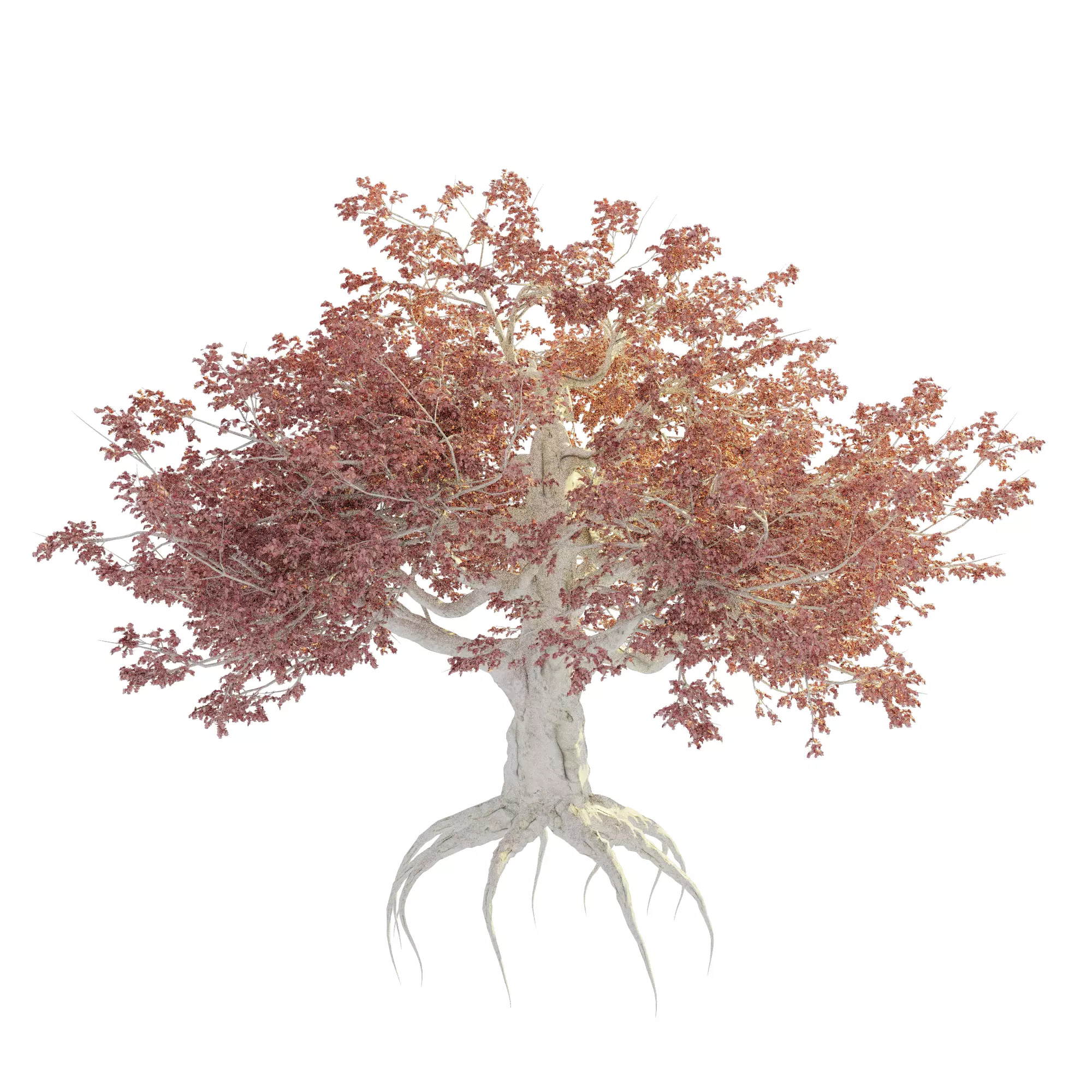 Sakura Cherry Tree 3D model