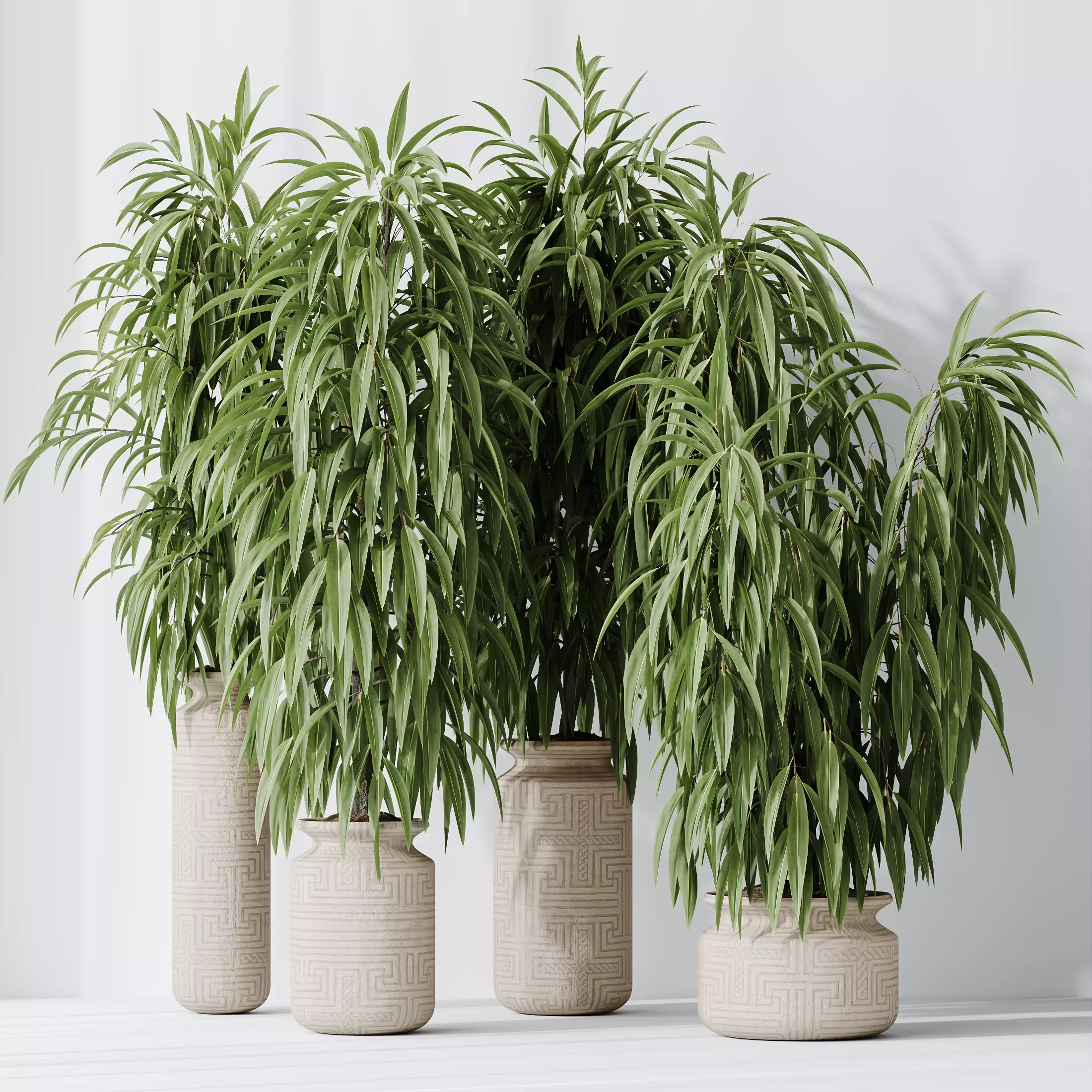 Plants Huge Ficus Binnendijkii Alii Maclellandii Braid Set02 3D model