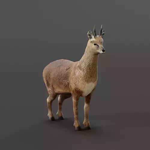 Klipspringer Small Antelope Low-poly 3D model