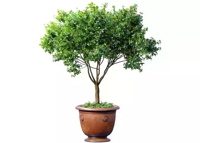 Decorative garden tree in a classic potted flowerpot