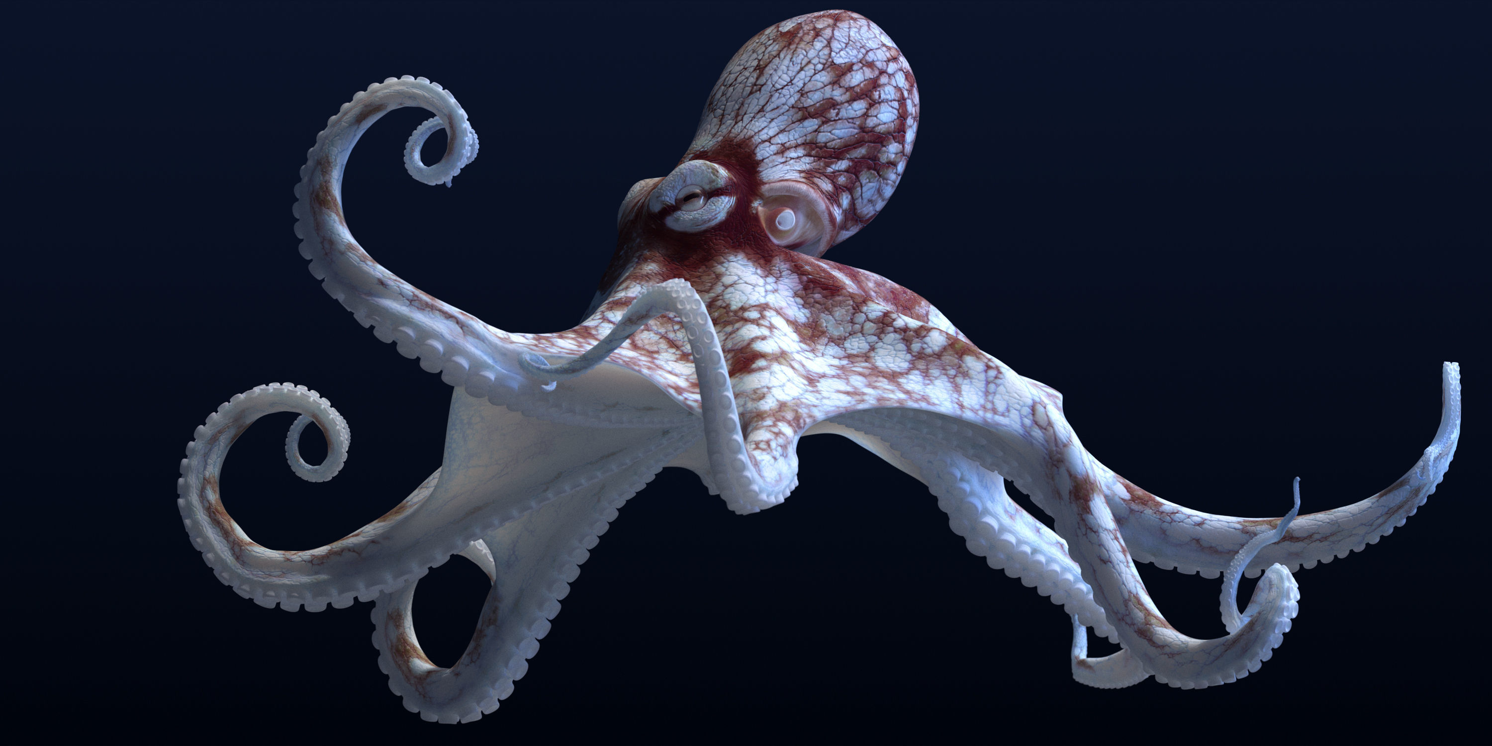 Cayman Octopus 3D model_23