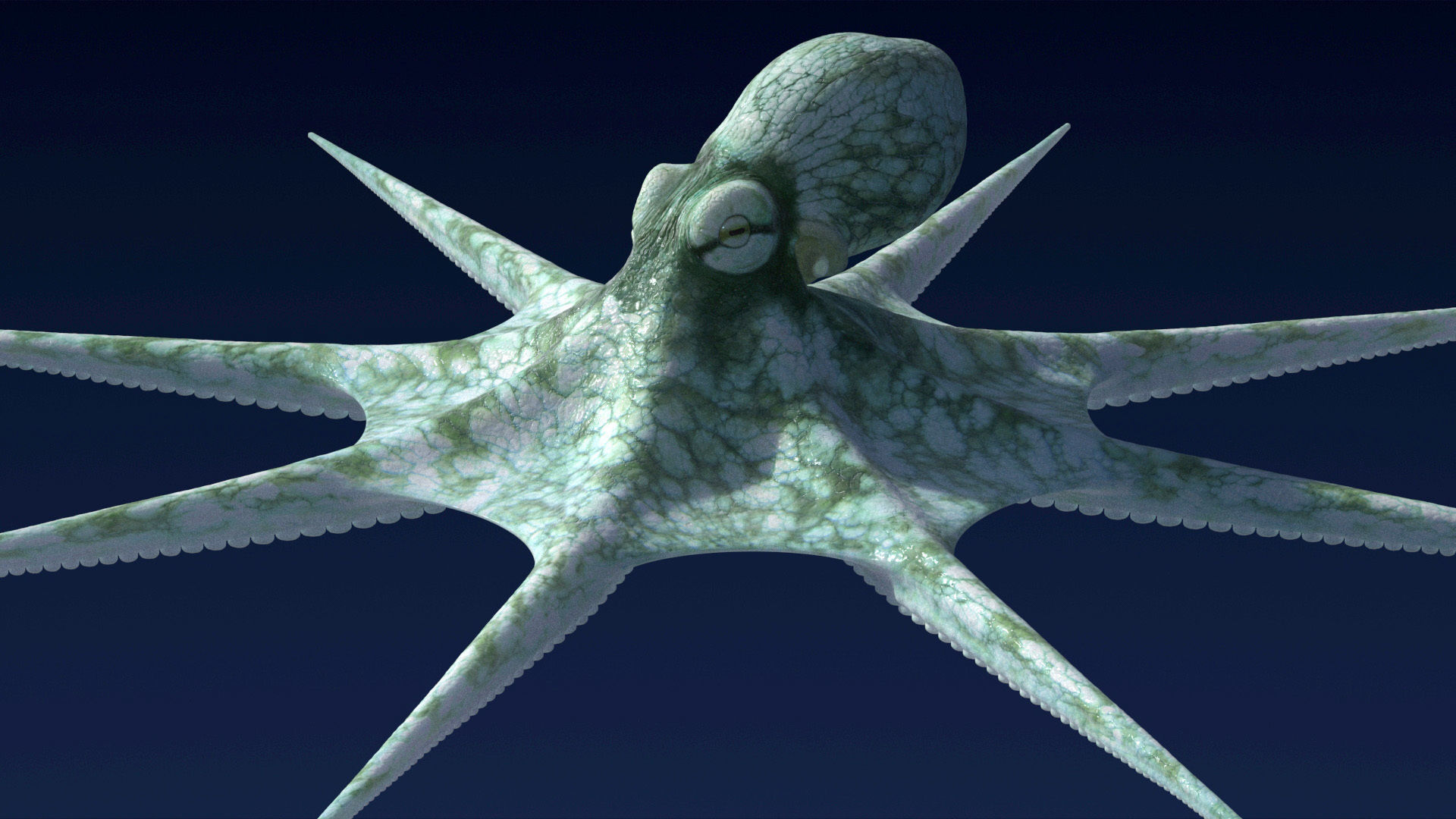 Cayman Octopus 3D model_27