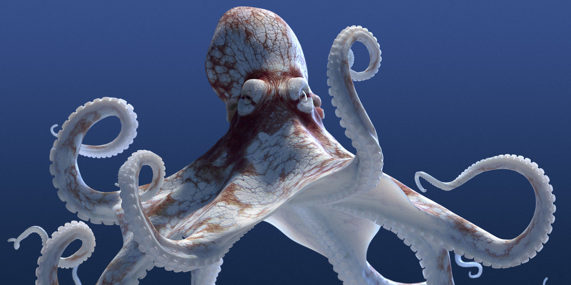 Cayman Octopus 3D model_3